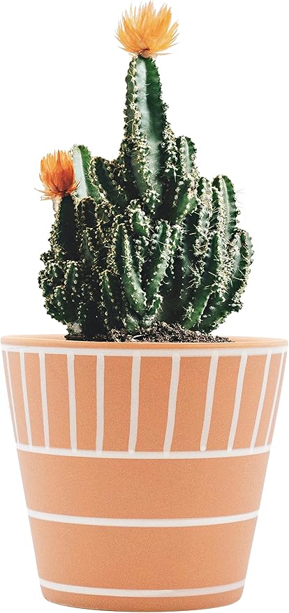 Stephanie Imports Boho Brown Terracotta Planter Pot with Hand-Painted Matte White Design (Block Lines)